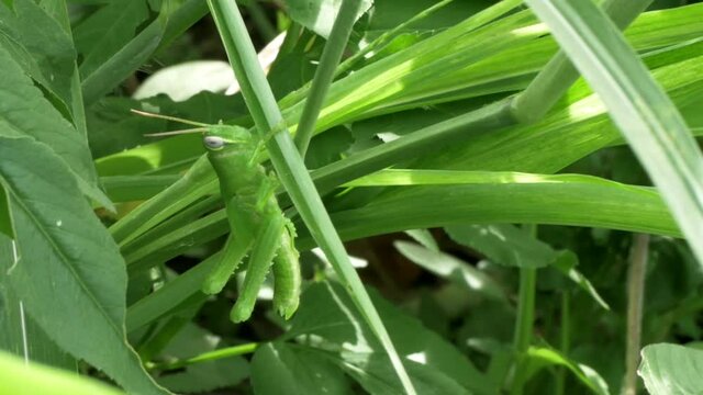 A common grasshopper nymph right after going through one of multiple molting stages in its life cycle.