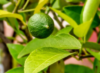 Miniature Lemon tree in bloom