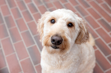 adorable white poodle dog posing for the camera on the grass in the park