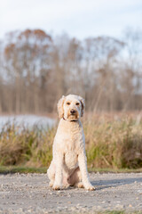 adorable white poodle dog posing for the camera on the grass in the park