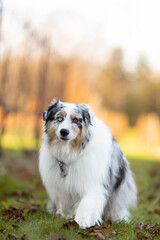 one fluffy australian shepherd dog in the park posing for the camera standing on the green grass rocks dry trees in the background