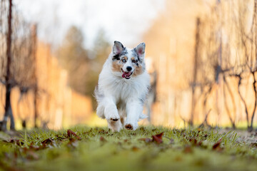 Naklejka na ściany i meble one fluffy australian shepherd dog in the park posing for the camera standing on the green grass rocks dry trees in the background