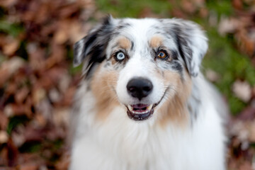 one fluffy australian shepherd dog in the park posing for the camera standing on the green grass rocks dry trees in the background