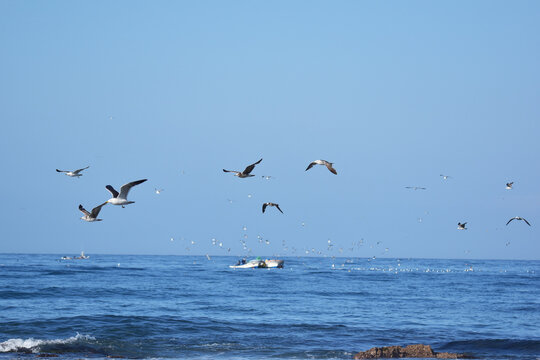 Vogelschlag Bilder Durchsuchen 21,518 Archivfotos, und