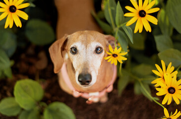 one brown Dachshund dog posing for the camera with plants and flowers in the background