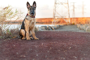 one german shepherd dog looking at the camera attentive in the park by a river during golden hour
