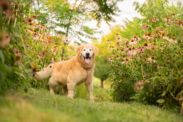 one golden retriever dog posing looking to the camera with the tongue out in the park 