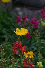 A Yellow Poppy in Bloom
