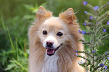 Cute dog in park on sunny day