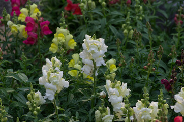 Snap Dragon Flowers Blooming in the Garden