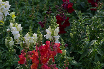 Snap Dragon Flowers Blooming in the Garden