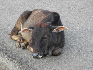 A black cow sleeping on a road