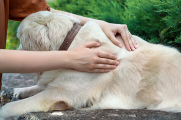 Woman checking dog's skin for ticks outdoors, closeup - obrazy, fototapety, plakaty