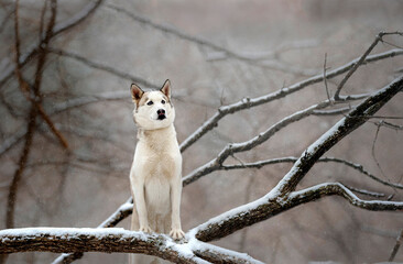 beautiful white husky in the woods during winter, snowing day, with trees in the back, cold day