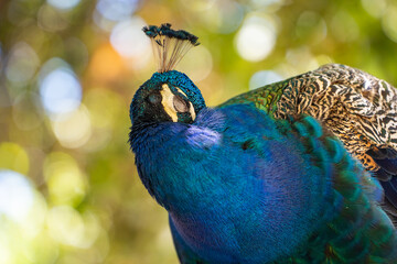 The male peacock is cleaning its colorful feathers. Wildlife photography.	