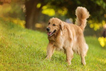 Obraz premium one adorable golden retriever dog posing for the camera on the green grass in the park trees in the back sunny afternoon golden hour 