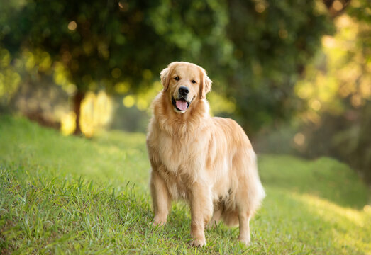 one adorable golden retriever dog posing for the camera on the green grass in the park trees in the back sunny afternoon golden hour 