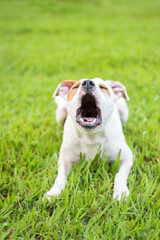 one mixed breed dog with the tongue out posing for the camera on the green grass in the park 