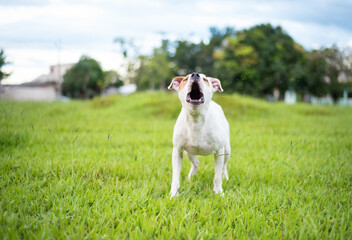 one mixed breed dog with the tongue out posing for the camera on the green grass in the park 