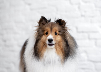 one beautiful mixed color rough collie dog posing for the camera with a white brick wall in the background 