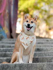 one shiba inu dog posing for the camera with the tongue out wearing a bandana 