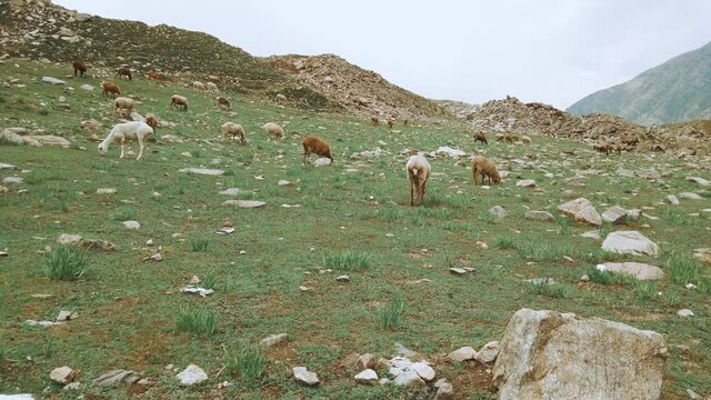 Sheep Roaming In The Grassland At The Jheel Saif Ul Malook #1