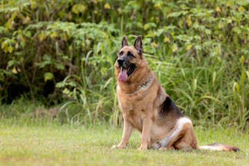 german shepherd dog resting with the tongue out looking at the camera in the park green trees in the back 