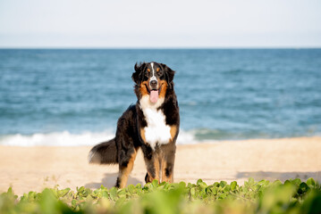 one saint bernard dog with the tongue out smiling looking to the camera on the grass at the beach with the sea in the background 