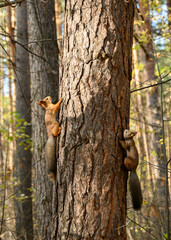 Red-gray squirrels on the tree in the forest in autumn in Siberia