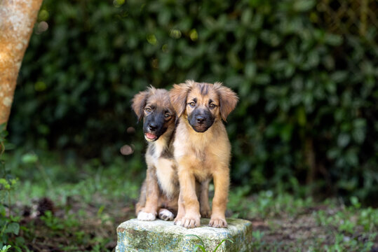 two adorable little mixed breed puppy dogs posing for the camera at the park 