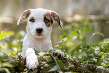 one small mixed breed puppy dog looking at the camera posing on a stem among green plants  © Alessandra Sawick
