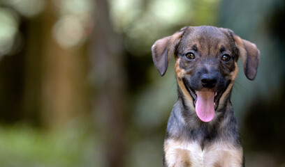 one small black mixed breed puppy dog posing looking to the camera in the park with the tongue out