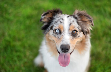 one different colored eyes border collie dog smiling with the tongue out looking at the camera on...