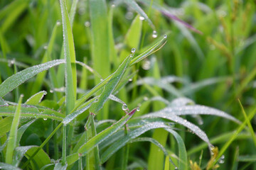 朝露光る草