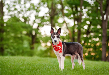 one adorable husky dog wearing a red bandana posing on the green grass looking at the camera with the trees in the background