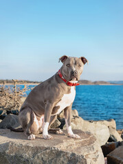 one gray pitbull wearing a red collar on rocks at the beach on a sunny day blu sky looking at the camera