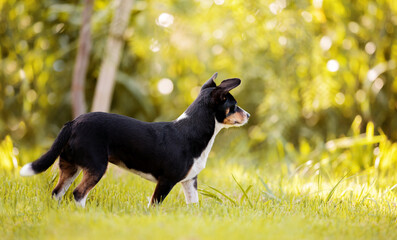 one small black brown and white mixed breed dog in the woods, on the grass, looking away, on a sunny day