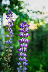 Lupine flowers growth on the field. Shallow depth of field. Selective focus.
