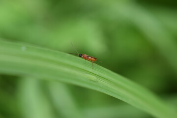 Ant on leaf