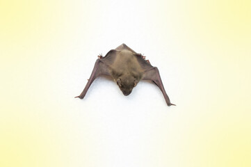 A bat on white background and fair lighting