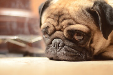 dog pug