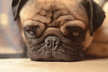Obraz premium dog pug