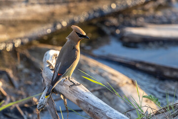 cedar waxwing bird