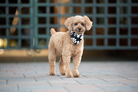 one cute brown mini poodle wearing a black bandana on his neck posing for the camera in front of a gate in jersey city 