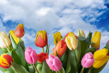 Multicolored tulips against the sky with beautiful clouds
