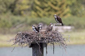 osprey fishing eagle