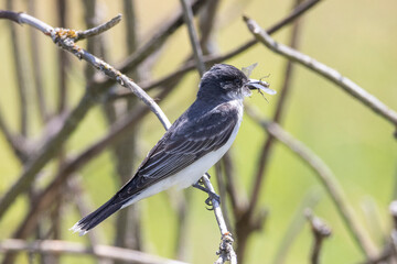 Eastern kingbird bird