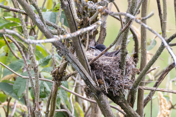 Eastern kingbird bird