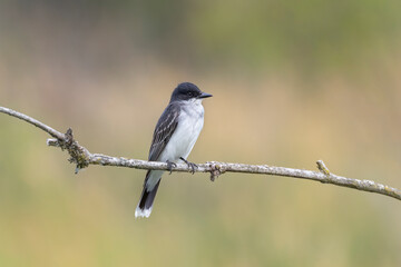 Eastern kingbird bird