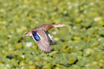 female mallard duck